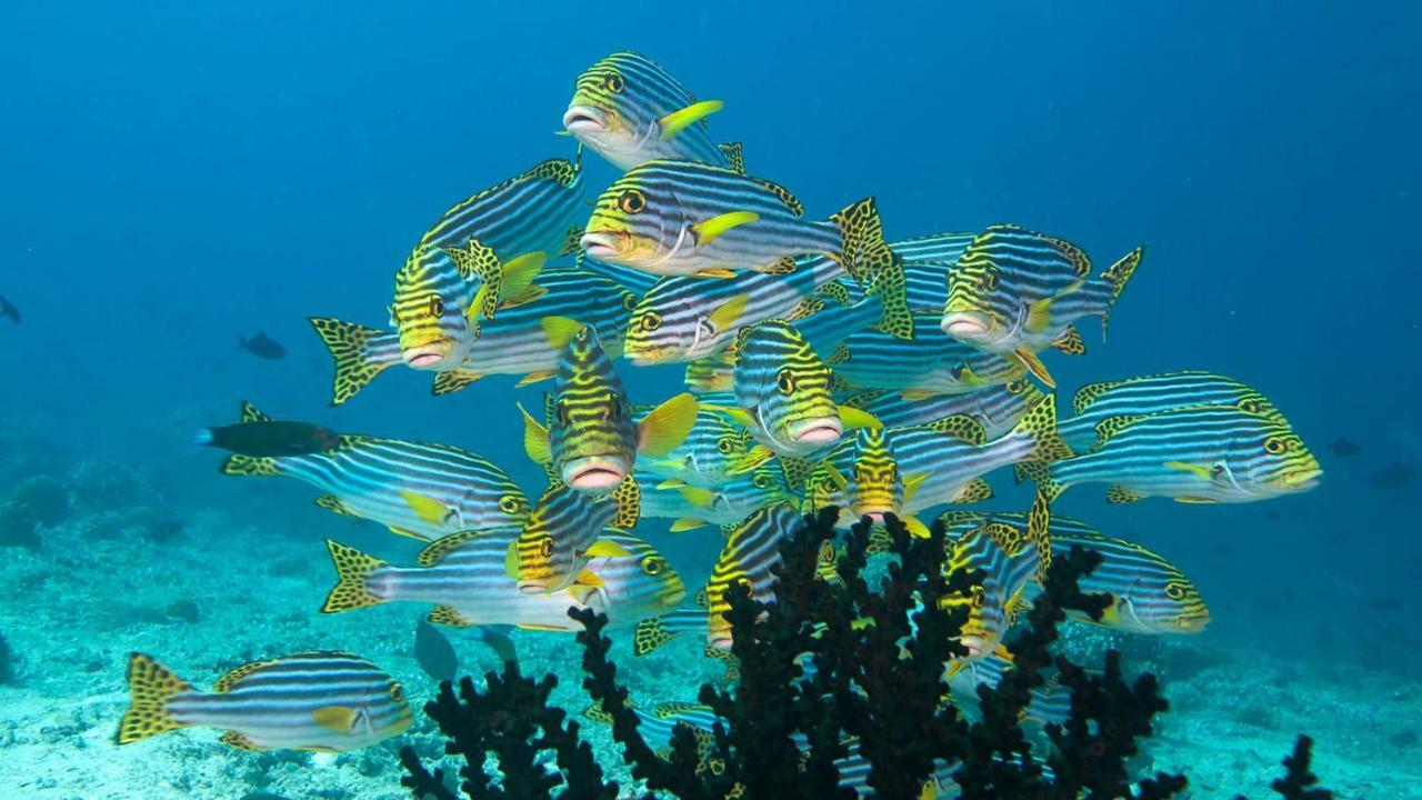 Araam Stay Hulhumale Kültér fotó